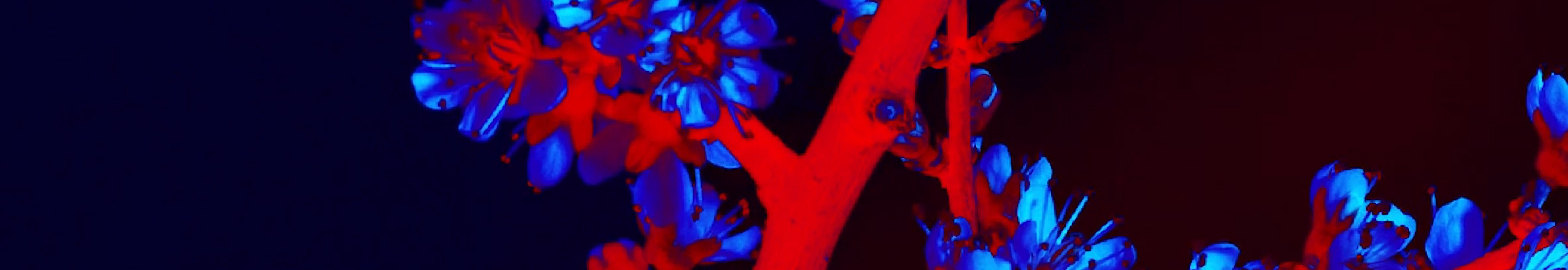 User profile cover image