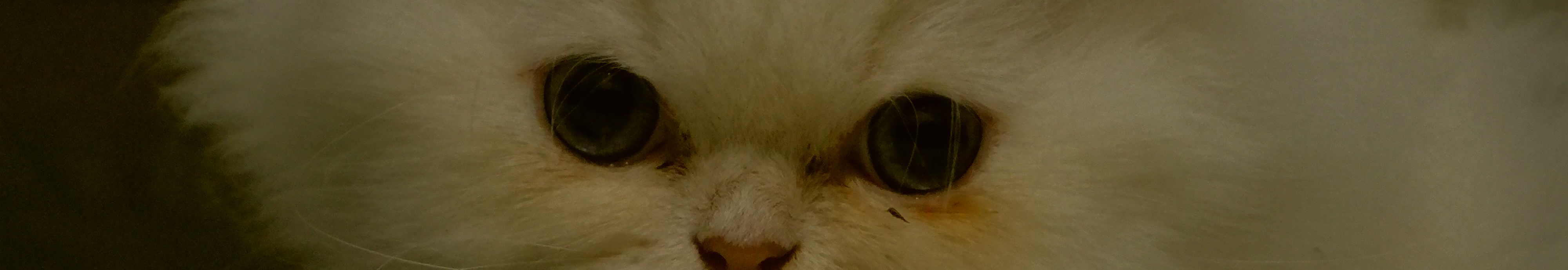 User profile cover image
