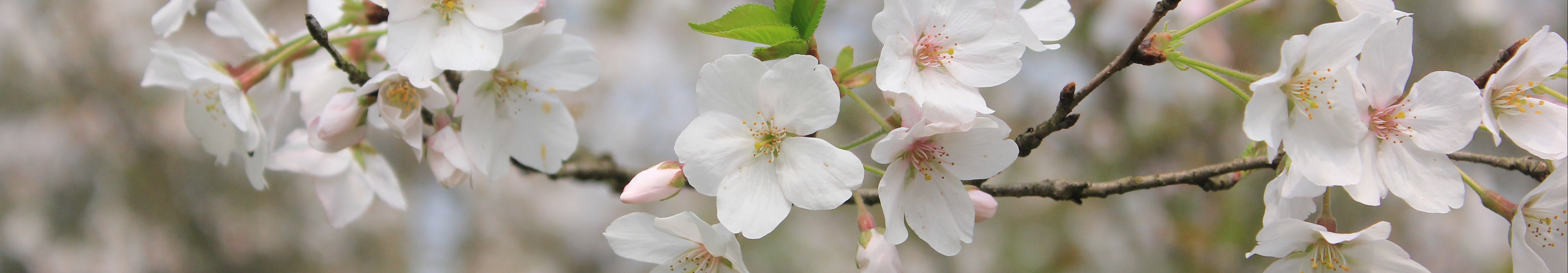 User profile cover image