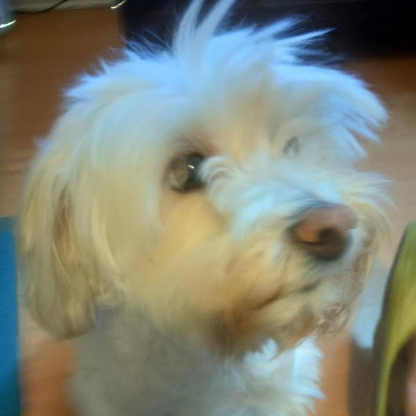 Angélica Órdenes Hernández