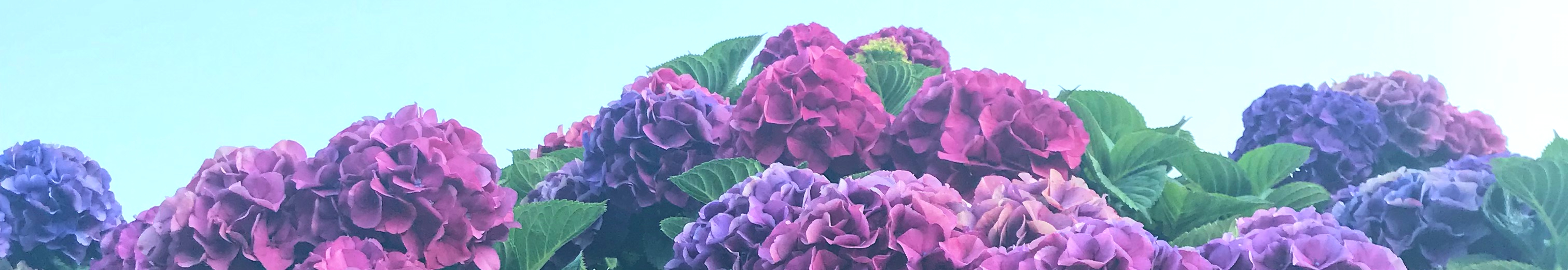User profile cover image