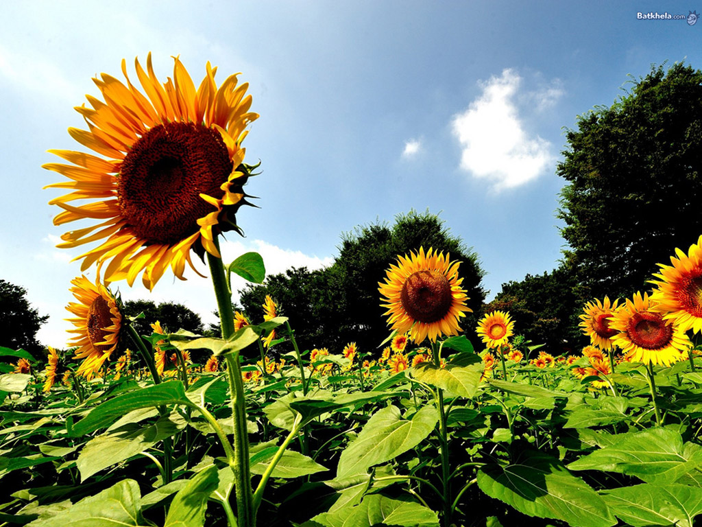 User profile cover image