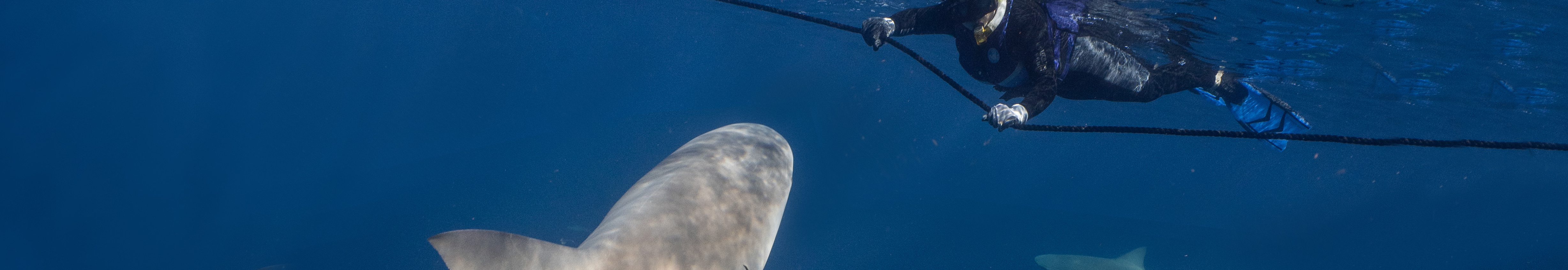 User profile cover image