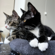 Alessandro Lamparelli