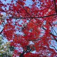 Laís de Assis Ferrande