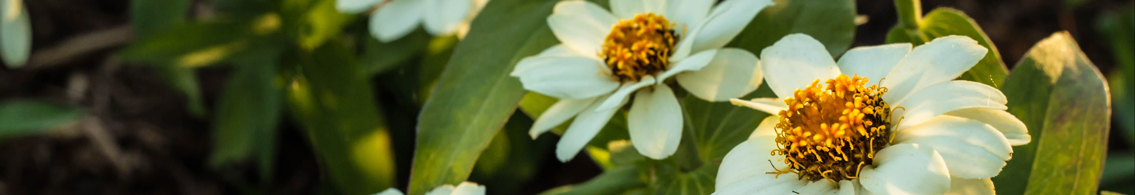 User profile cover image