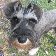 Androescha Liebenberg